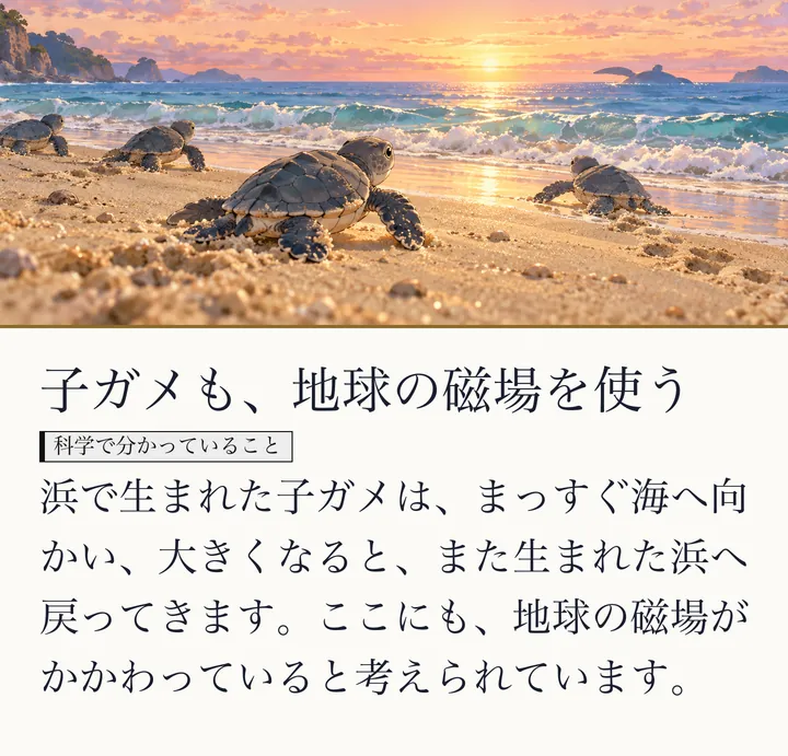 夕焼けの浜辺を、海へ向かって歩く子ガメたちの絵|生き物と地球の磁場。子ガメも、地球の磁場を使う。浜で生まれた子ガメは、まっすぐ海へ向かい、大きくなると、また生まれた浜へ戻ってきます。ここにも、地球の磁場がかかわっていると考えられています。(ゼロ磁場のスライド 39/57)