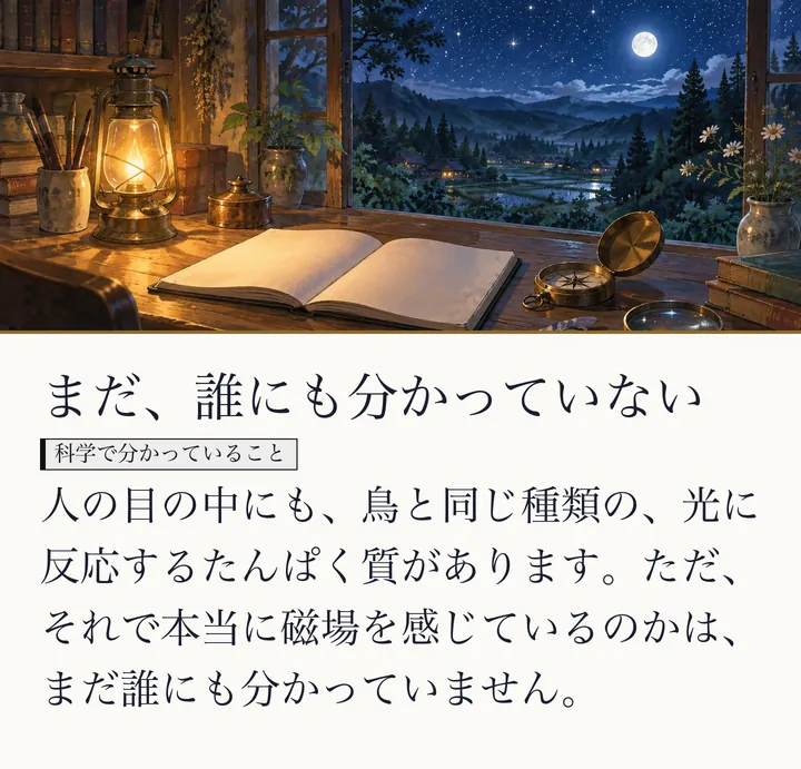 夜の窓辺で、ランプのそばに開いた帳面と方位磁石が置かれた絵|まだ分かっていないこと。まだ、誰にも分かっていない。人の目の中にも、鳥と同じ種類の、光に反応するたんぱく質があります。ただ、それで本当に磁場を感じているのかは、まだ誰にも分かっていません。(ゼロ磁場のスライド 42/57)